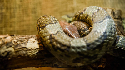 В Петербурге участились нападения змей: как защититься и что делать при укусе