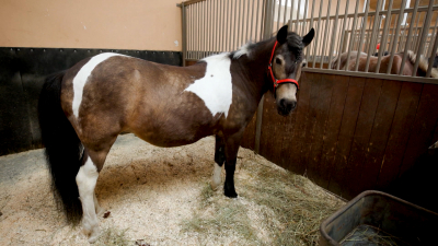 Пони Карамелька из Царского села вышла в финал конкурса Министерства культуры России «Хвостатый хранитель 2.0»