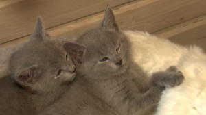 Такой маленький, а уже такой серебристый: знакомимся с удивительной породой кошек «русская голубая»