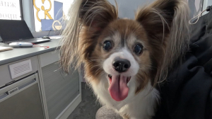 А фамилию прошу оставить: регистрация собак в Кудрово — зачем это нужно и кому обязательно