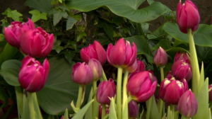 В теплицах садоводства Боде зацвели тюльпаны