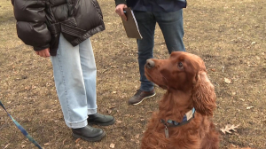 Когда рост имеет значение, а документы требуют проверки: правила выгула собак и штрафов за их нарушение