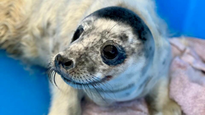 Фонд друзей балтийской нерпы показал, как линяет и улыбается малышка-тюленёнок