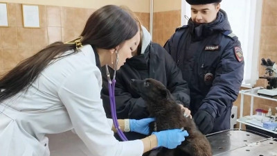 В Нижнем Новгороде сотрудники полиции приняли участие в спасении щенка