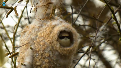 В Петербурге заметили птицу, которая вьет гнездо в виде варежки