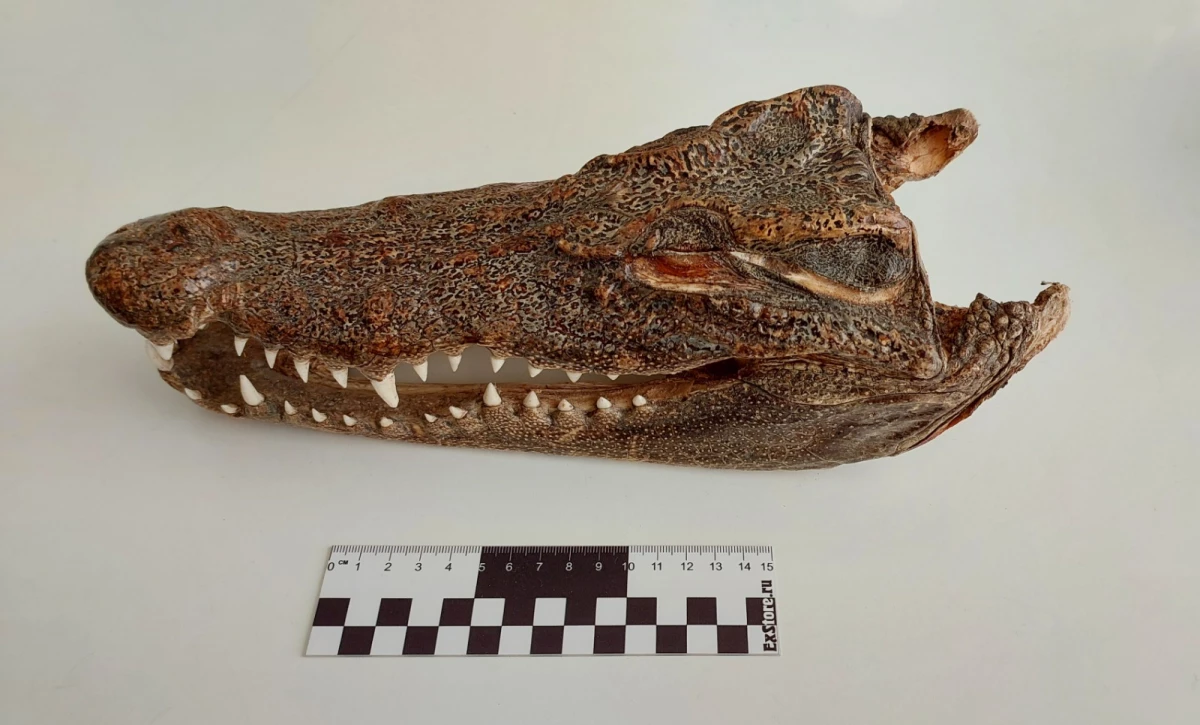 Голову крокодила нашли в багаже прилетевшего из Таиланда россиянина - tvspb.ru