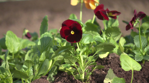 Цветочная композиция к 80-летию Великой Победы