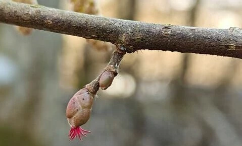 В лесах Петербурга и Ленобласти зацвела лещина - tvspb.ru