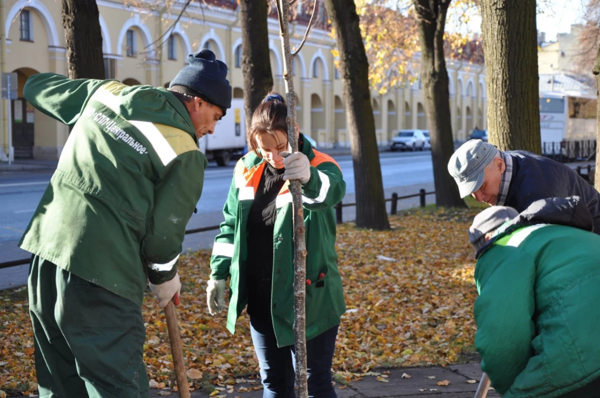 ГАТИ выдала более 300 ордеров на посадку деревьев в этом году - tvspb.ru