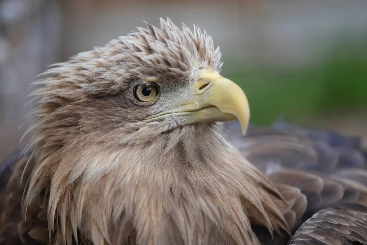 У белоголовых орланов Ларисы и Валеры родился Трамп - tvspb.ru