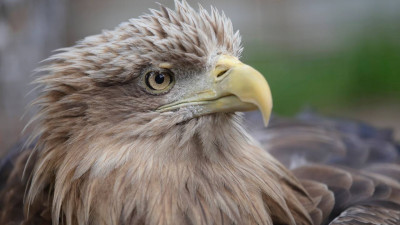 У белоголовых орланов Ларисы и Валеры родился Трамп