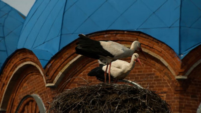В Ленобласть продолжают возвращаться белые аисты