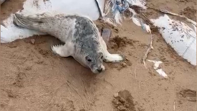 В Фонде друзей балтийской нерпы встретили новую подопечную