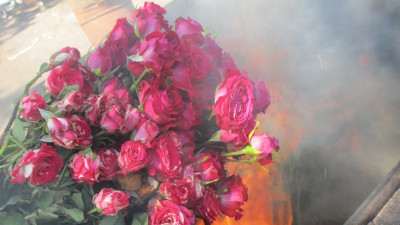 С начала года в Петербурге уничтожили почти 10 тысяч зараженных цветов