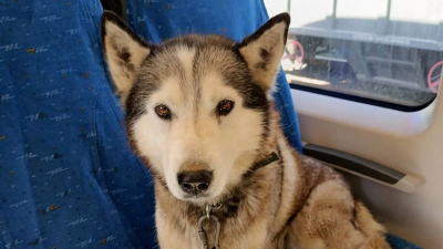 Собака без хозяина забралась в электричку Петербург – Великий Новгород