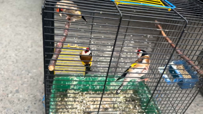 В Петербурге трёх щеглов спасли от браконьера, собиравшегося их продать