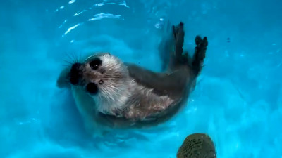 Балтийский нерпёнок купается в бассейне: видео