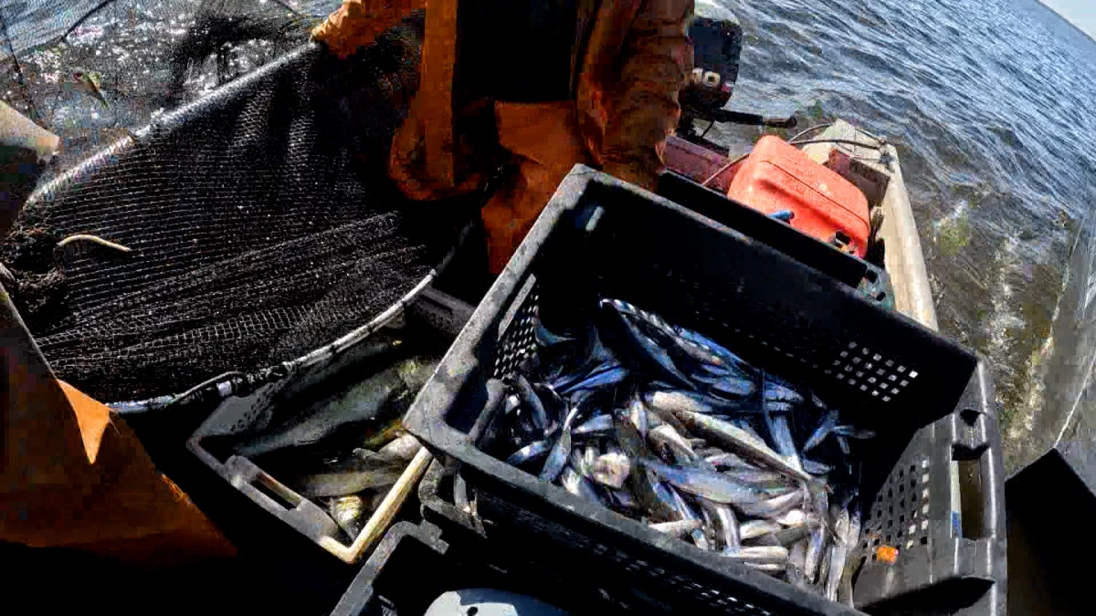 На форуме в Петербурге договорились объединить усилия в развитии экспорта рыбной продукции - tvspb.ru