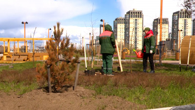 В Петербурге прошла традиционная акция «Сад памяти»