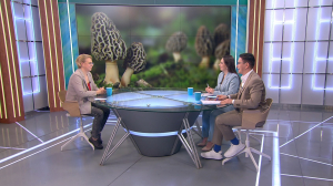 Не все строчки одинаково безопасны: как отличить съедобные весенние грибы от ядовитых