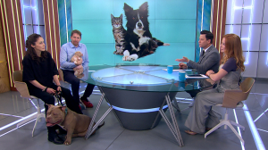 «Город собак + Мир кошек»: большое собрание лохматых, хвостатых, пушистых и их хозяев