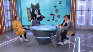 То, что хозяину праздник, питомцу — стресс: стоит ли брать с собой на пикник домашних питомцев