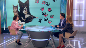 Забота о здоровье питомцев весной