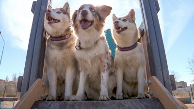 Как позаботиться о здоровье питомца весной