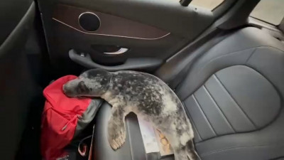 В Фонд друзей балтийской нерпы привезли еще одного истощенного тюленя