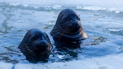 Нерпы Крошик и Шлиссик отметили свои дни рождения