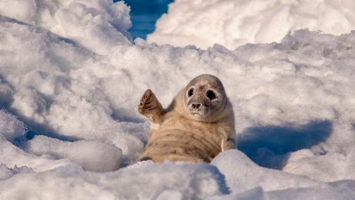 Счастливые и здоровые: Как выглядят балтийские тюленята, хорошо выкормленные своими мамами