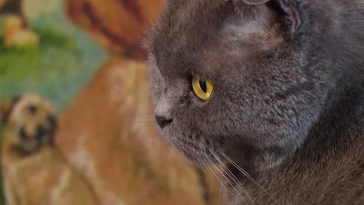 Стоит ли брать с собой на пикник домашних питомцев