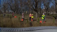 В парках Петербурге высадят более 3,5 тыс. деревьев в месяц благоустройства