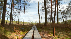 О чем может рассказать болото, которому 7000 лет?