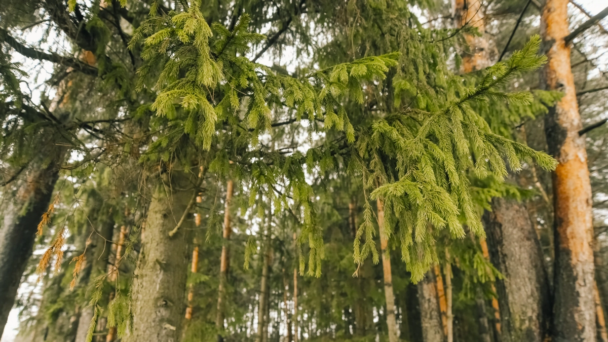 Ученые разрабатывают «умную» защиту лесов от вредителей - tvspb.ru