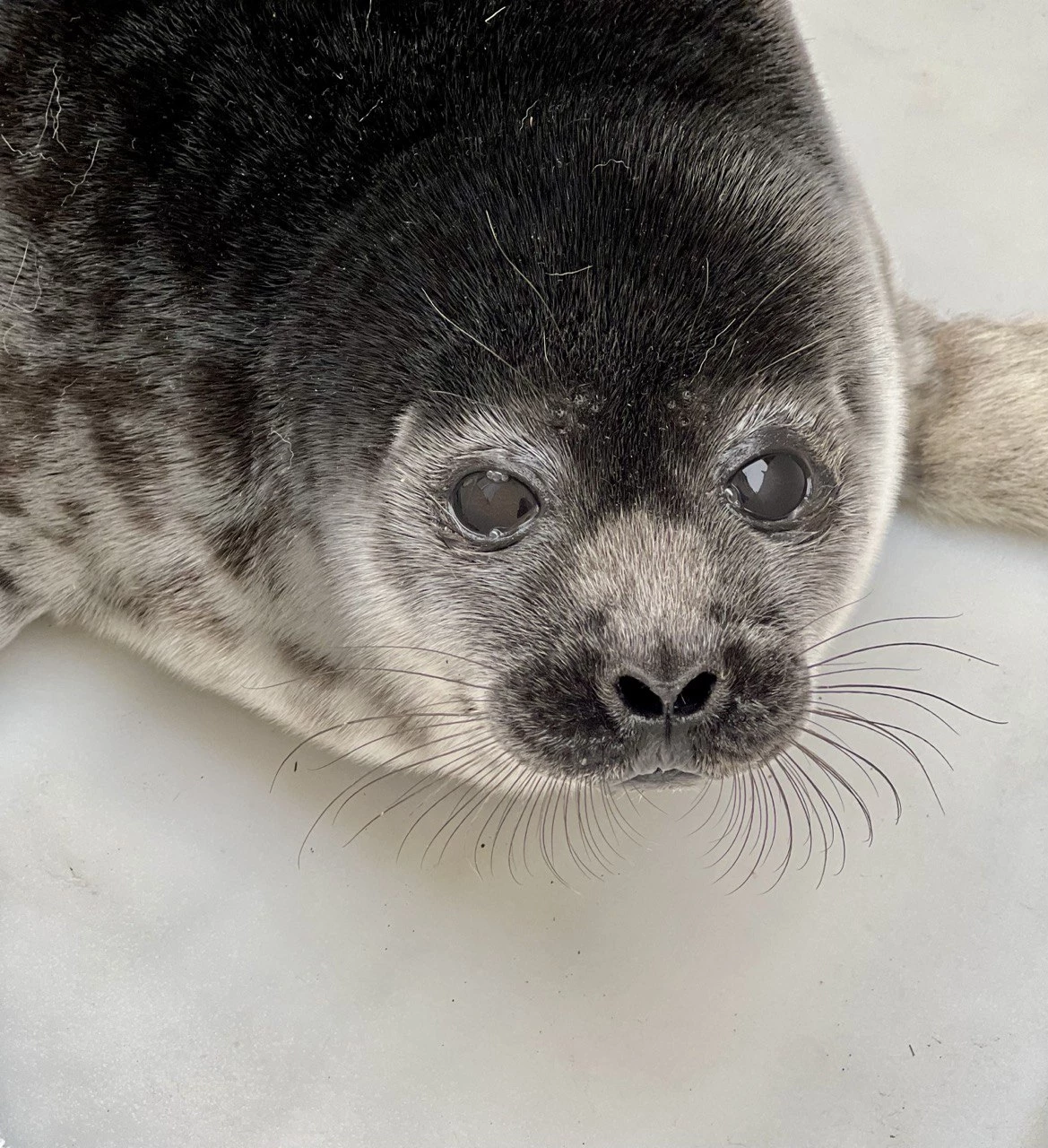 В Фонд друзей балтийской нерпы доставили из Всеволожского района истощенного нерпенка - tvspb.ru
