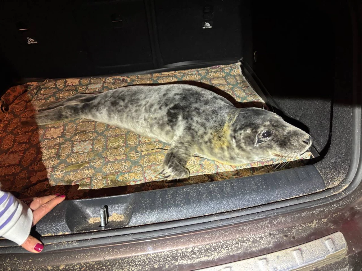 В Фонд друзей балтийской нерпы из Ленобласти привезли «пасхального» тюлененка - tvspb.ru