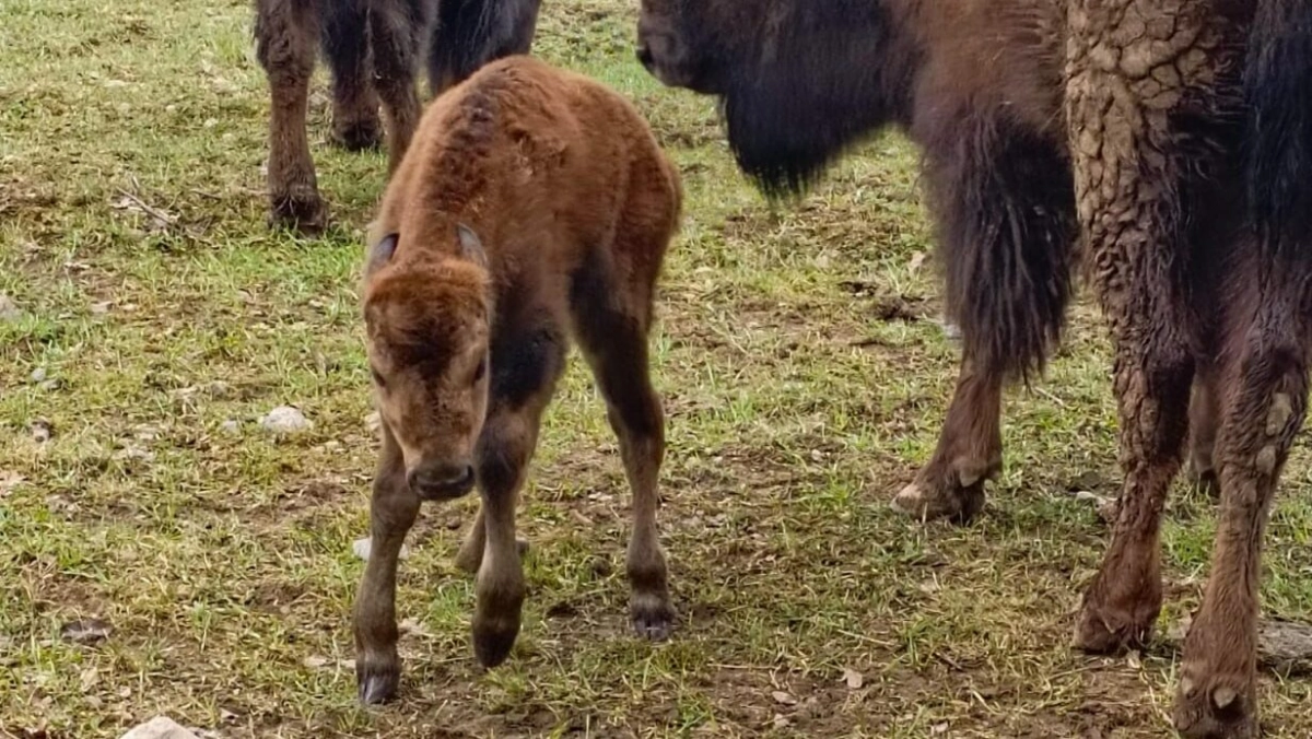 Зубриха Победа стала мамой: в Токсово родилась девочка - tvspb.ru