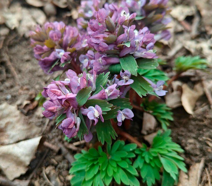 В Петербурге зацвела хохлатка — особенно рады муравьи - tvspb.ru