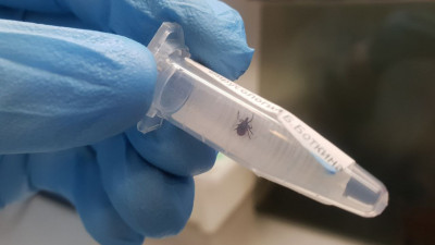 Комитет по здравоохранению: Теплая весенняя погода уже разбудила клещей