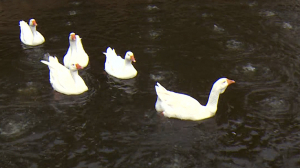 Бал дебютантов: новые утята лебединого хозяйства Приморского парка Победы  готовятся к выпуску в Лебяжий пруд