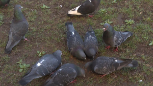 Они справятся сами: почему летом не надо кормить птиц, даже голубей