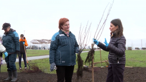 Саду — цвесть! На юге Петербурга сажают молодые деревья