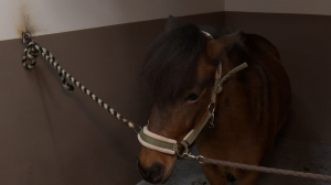 Бутик-отель со спа-зоной: обновлённая конюшня в Ленинградском зоопарке