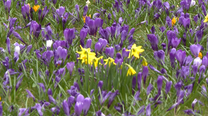 Крокусы и нарциссы Михайловского сада дождались тепла