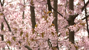 Сезон сакуры в Ботаническом саду