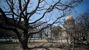 Живые свидетели Великой Отечественной войны. Где в Петербурге находятся деревья, которые пережили суровое время 40-х