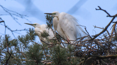 В цапельник Ломоносовского района вернулись его обитатели
