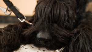 В пир и в мир, в огонь и воду: как воспитывают четвероногих поводырей для незрячих людей