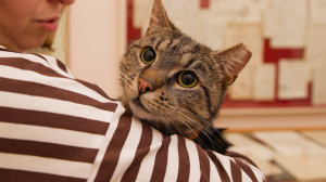 Там кот учёный ходит. Познакомимся с мурчащим сотрудником Музея А. С. Пушкина на Мойке